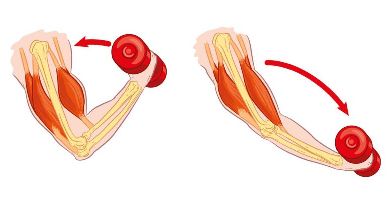 contraction of muscles definition