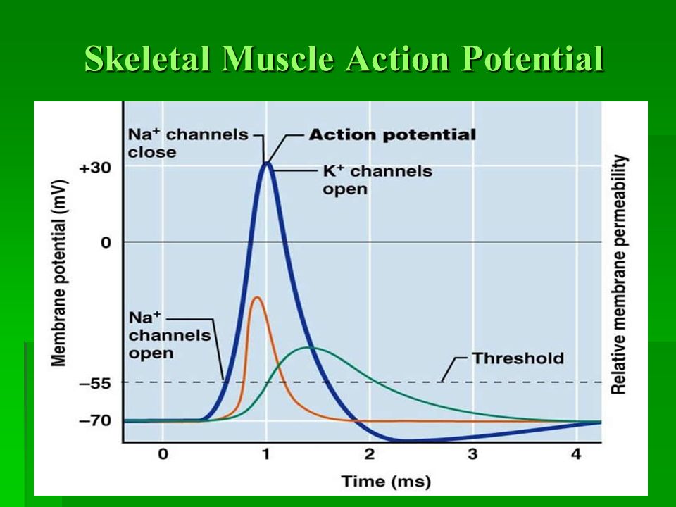 action potential in smooth muscle physiology