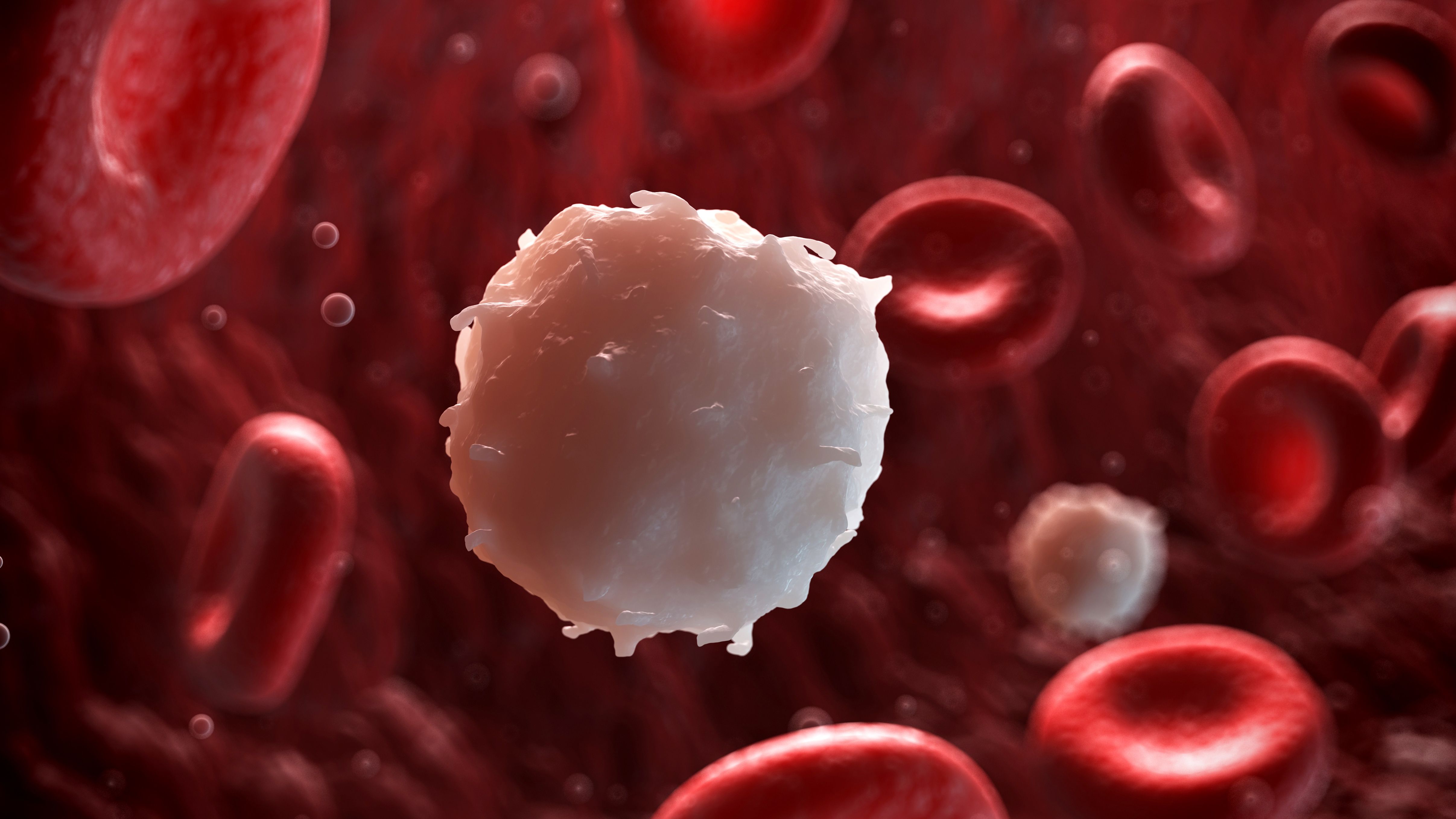 4 лейкоцитоз. Белые клетки крови. Лейкоциты. Лейкоциты картинки. Белые кровяные тельца.