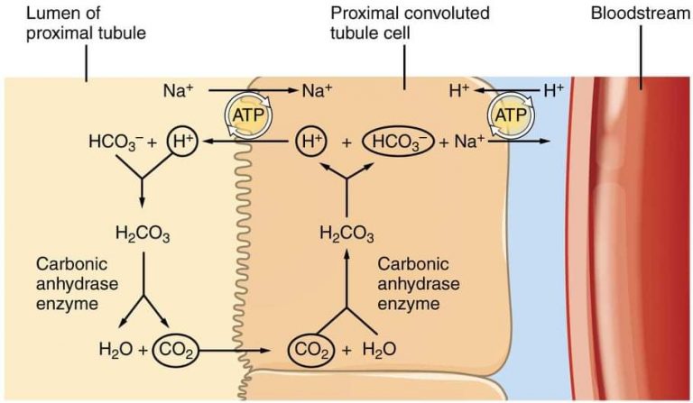 renal-biochemistry-platform-cme