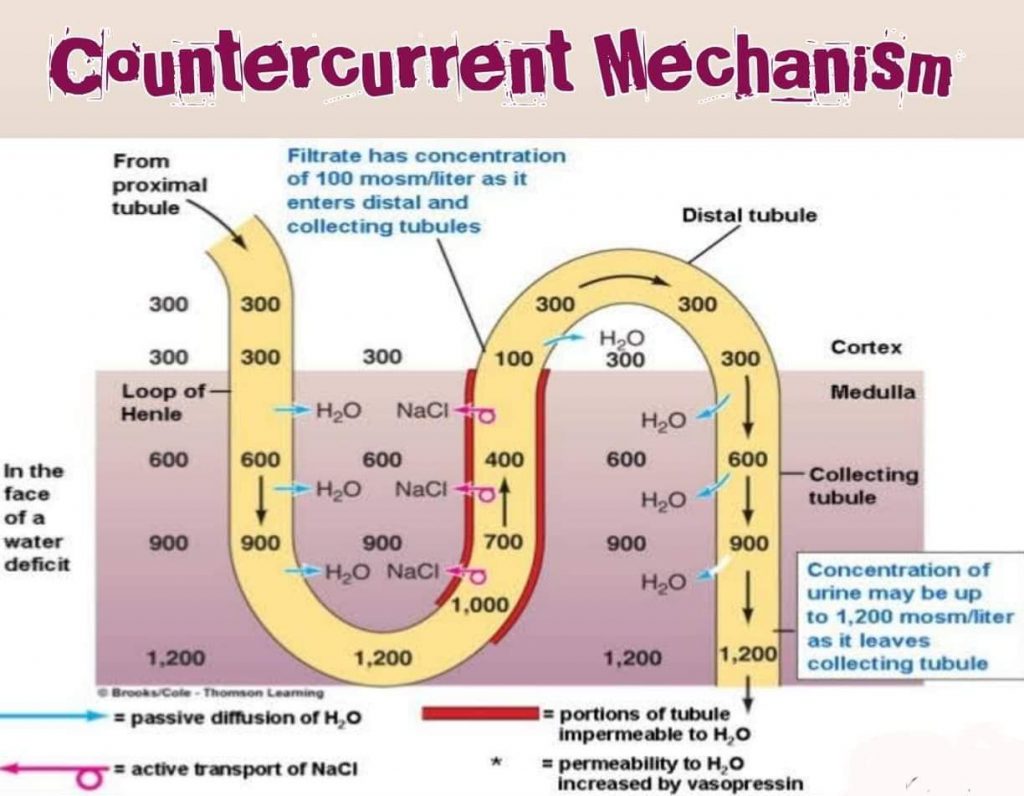 Renal Biochemistry Platform CME