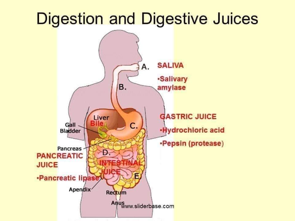 mr-lipincott-digestion-absorption-platform-cme